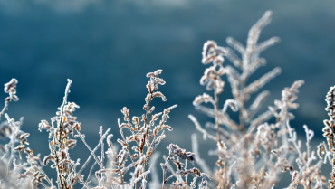 Frosted Plants