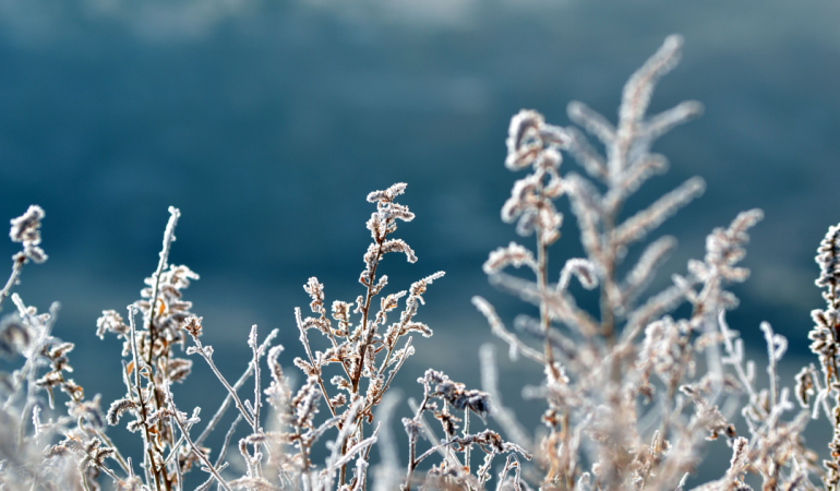 Frosted Plants